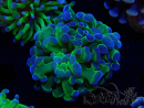 WYSIWYG Euphyllia paraancora (Mariculture acclimated under LED) 4C6