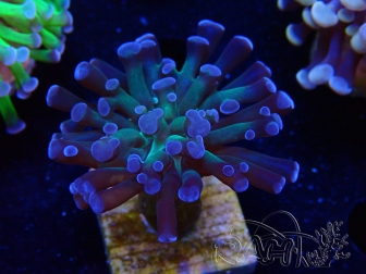 WYSIWYG Euphyllia paraancora (Mariculture acclimaté sous LED) 4C9
