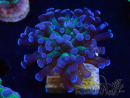WYSIWYG Euphyllia paraancora (Maricultura aclimatada bajo LED) 4D1