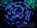 WYSIWYG Euphyllia paraancora (Mariculture acclimaté sous LED) 4D2