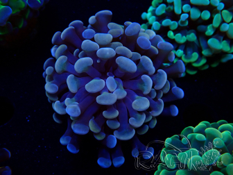 WYSIWYG Euphyllia paraancora (Mariculture acclimaté sous LED) 4D3