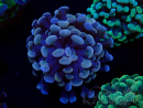 WYSIWYG Euphyllia paraancora (Mariculture acclimaté sous LED) 4D3