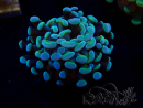 WYSIWYG Euphyllia paraancora (LED-acclimated mariculture) 4D4