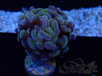 WYSIWYG Euphyllia paraancora (Mariculture acclimated under LED) 4D5