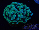 WYSIWYG Euphyllia paraancora (Maricultura aclimatada bajo LED) 4D6