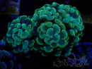 WYSIWYG Euphyllia paraancora (Mariculture acclimated under LED) 4D5