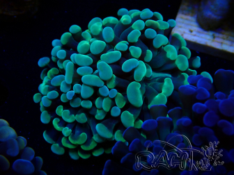 WYSIWYG Euphyllia paraancora (unter LED akklimatisierte Marikultur) 4D6