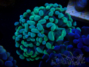 WYSIWYG Euphyllia paraancora (unter LED akklimatisierte Marikultur) 4D6