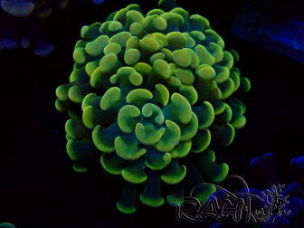 WYSIWYG Euphyllia paraancora (Mariculture acclimated under LED) 4D5