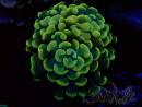 WYSIWYG Euphyllia paraancora (Mariculture acclimaté sous LED) 4D9