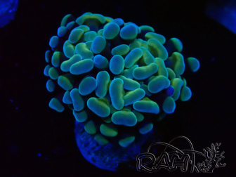 WYSIWYG Euphyllia paraancora (Mariculture acclimated under LED) 4D6