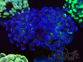 WYSIWYG Euphyllia paraancora (Mariculture acclimated under LED) 4E1