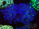 WYSIWYG Euphyllia paraancora (Mariculture acclimated under LED) 4E1