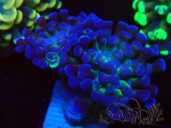 WYSIWYG Euphyllia paraancora (Mariculture acclimated under LED) 4E2
