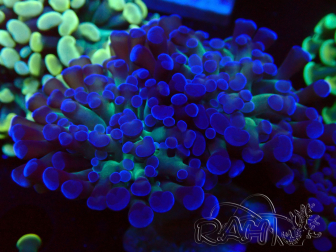 WYSIWYG Euphyllia paraancora (Maricultura aclimatada bajo LED) 4E3