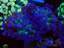 WYSIWYG Euphyllia paraancora (Mariculture acclimated under LED) 4E3