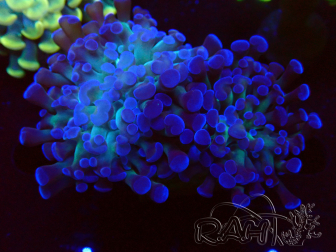 WYSIWYG Euphyllia paraancora (Mariculture acclimated under LED) 4E4