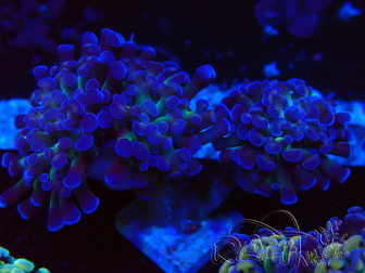 WYSIWYG Euphyllia paraancora (Maricultura acclimatata sotto LED) 4E5