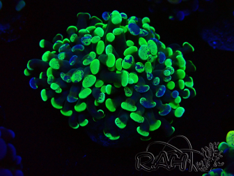 WYSIWYG Euphyllia paraancora (Mariculture acclimated under LED) 4E6