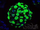 WYSIWYG Euphyllia paraancora (Maricultura acclimatata sotto LED) 4E5