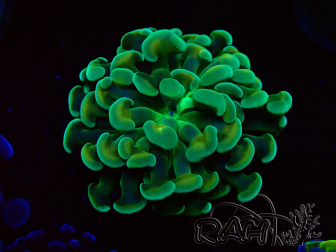 WYSIWYG Euphyllia paraancora (Mariculture acclimaté sous LED) 4E8