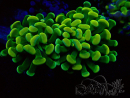 WYSIWYG Euphyllia paraancora (Mariculture acclimaté sous LED) 4E5