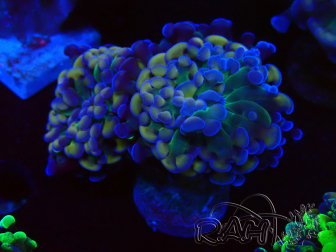 WYSIWYG Euphyllia paraancora (Mariculture acclimaté sous LED) 4E6
