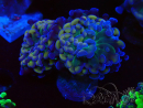 WYSIWYG Euphyllia paraancora (Maricultura aclimatada bajo LED) 4E6