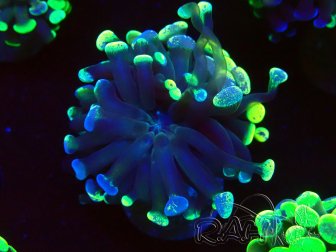 WYSIWYG Euphyllia paraancora (Maricultured acclimated under LED) 4F1