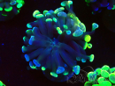 WYSIWYG Euphyllia paraancora (Maricultured acclimated under LED) 4F1
