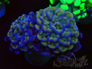 WYSIWYG Euphyllia paraancora (Maricoltura acclimatata sotto LED) 4F2