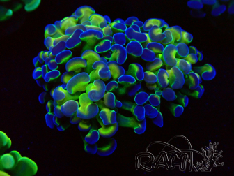 WYSIWYG Euphyllia paraancora (Marikultur unter LED akklimatisiert) 4F3