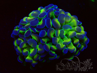 WYSIWYG Euphyllia paraancora (Maricultura acclimatata sotto LED) 4F4