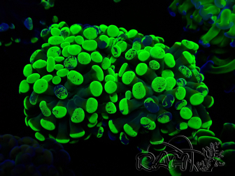 WYSIWYG Euphyllia paraancora (Mariculture acclimaté sous LED) 4F6