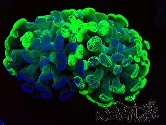 WYSIWYG Euphyllia paraancora (Maricultura aclimatada bajo LED) 4F5
