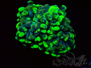 WYSIWYG Euphyllia paraancora (Maricultura aclimatada bajo LED) 4F6