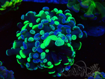 WYSIWYG Euphyllia paraancora (Mariculture acclimated under LED) 4F10