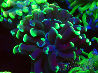 WYSIWYG Euphyllia paraancora (Maricoltura acclimatata sotto LED) 4G2
