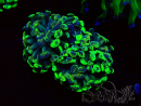 WYSIWYG Euphyllia paraancora (Maricultured acclimated under LED) 4G3