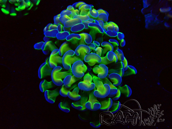 WYSIWYG Euphyllia paraancora (Mariculture acclimated under LED) 4G4