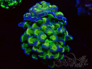 WYSIWYG Euphyllia paraancora (Maricultura aclimatada bajo LED) 4G4