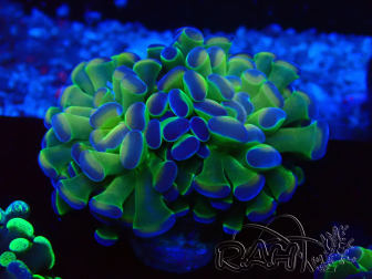 WYSIWYG Euphyllia paraancora (Maricultured acclimated under LED) 4G5
