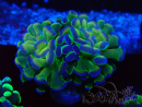WYSIWYG Euphyllia paraancora (Marikultur unter LED akklimatisiert) 4G5