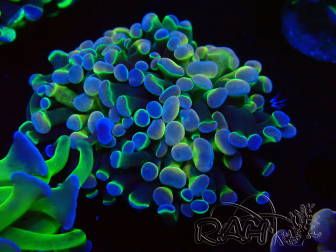 WYSIWYG Euphyllia paraancora (Mariculture acclimaté sous LED) 4G6