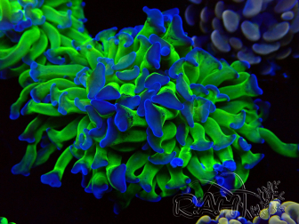 WYSIWYG Euphyllia paraancora (Mariculture acclimaté sous LED) 4G7
