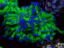 WYSIWYG Euphyllia paraancora (Maricultured acclimated under LED) 4G5