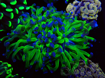 WYSIWYG Euphyllia paraancora (Maricultured acclimated under LED) 4G6