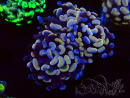 WYSIWYG Euphyllia paraancora (Maricultured acclimated under LED) 4G5