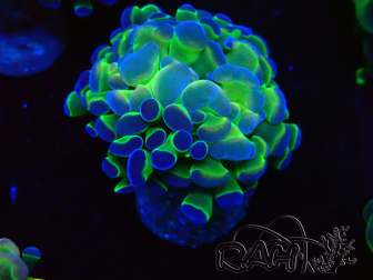 WYSIWYG Euphyllia paraancora (Maricultured acclimated under LED) 4G6