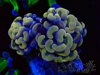 WYSIWYG Euphyllia paraancora (Mariculture acclimated under LED) 4H2